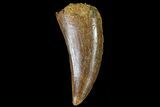 Bargain, Juvenile Carcharodontosaurus Tooth #80689-1
